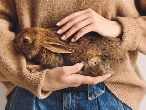 rabbit gestation period