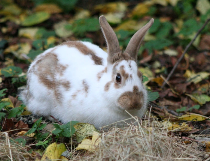 English Spot rabbit care