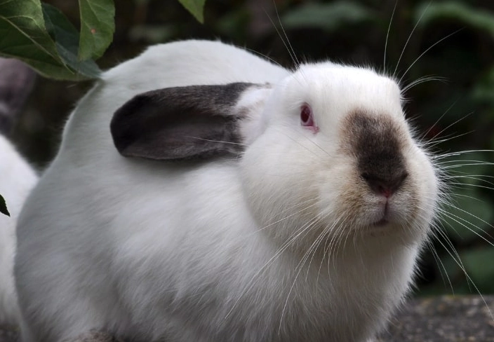 Californian rabbit weight Californian rabbit weight