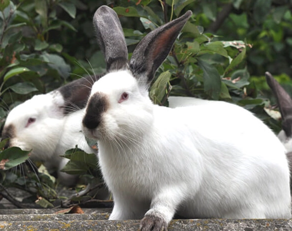 how big do Californian rabbits get how big do Californian rabbits get