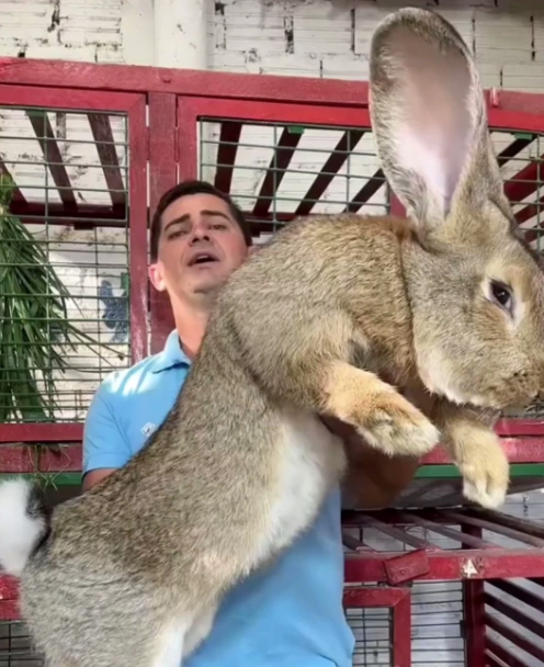 giant rabbit care