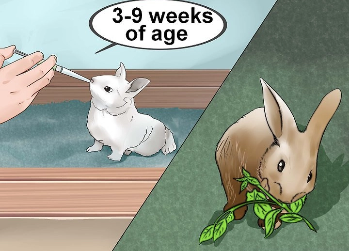 orphaned baby rabbit feeding orphaned baby rabbit feeding