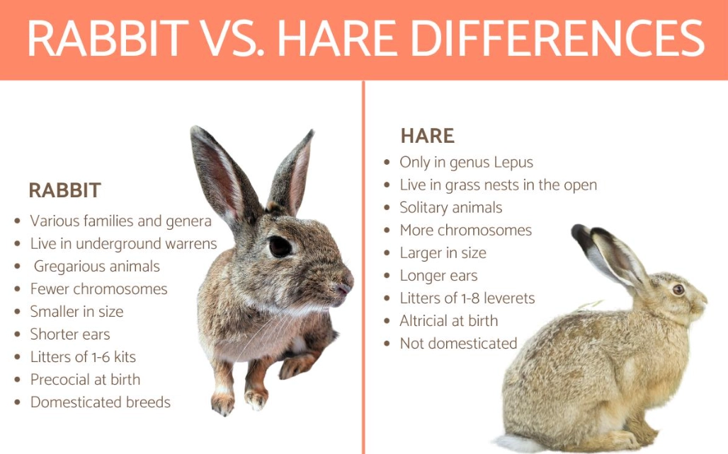 rabbit vs hare rabbit vs hare
