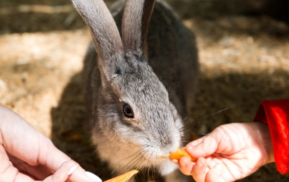 baby rabbit care