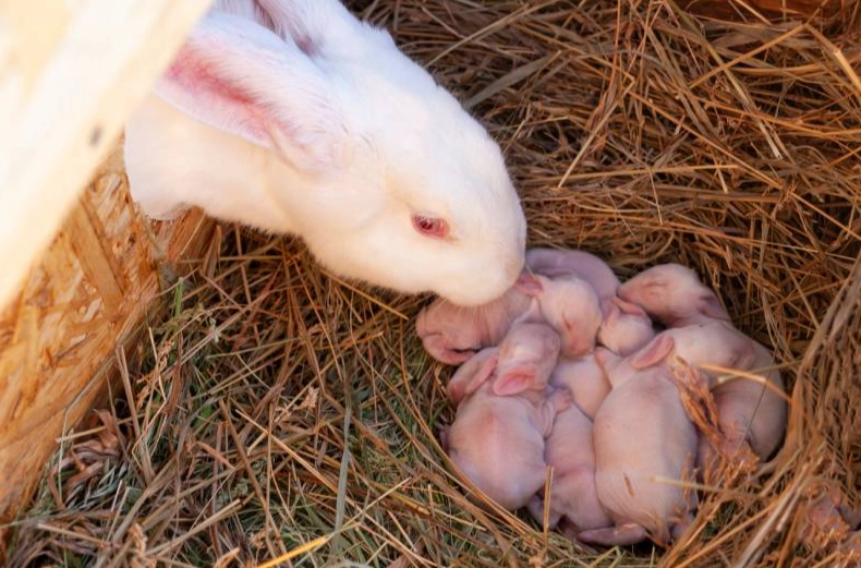 postpartum rabbit care