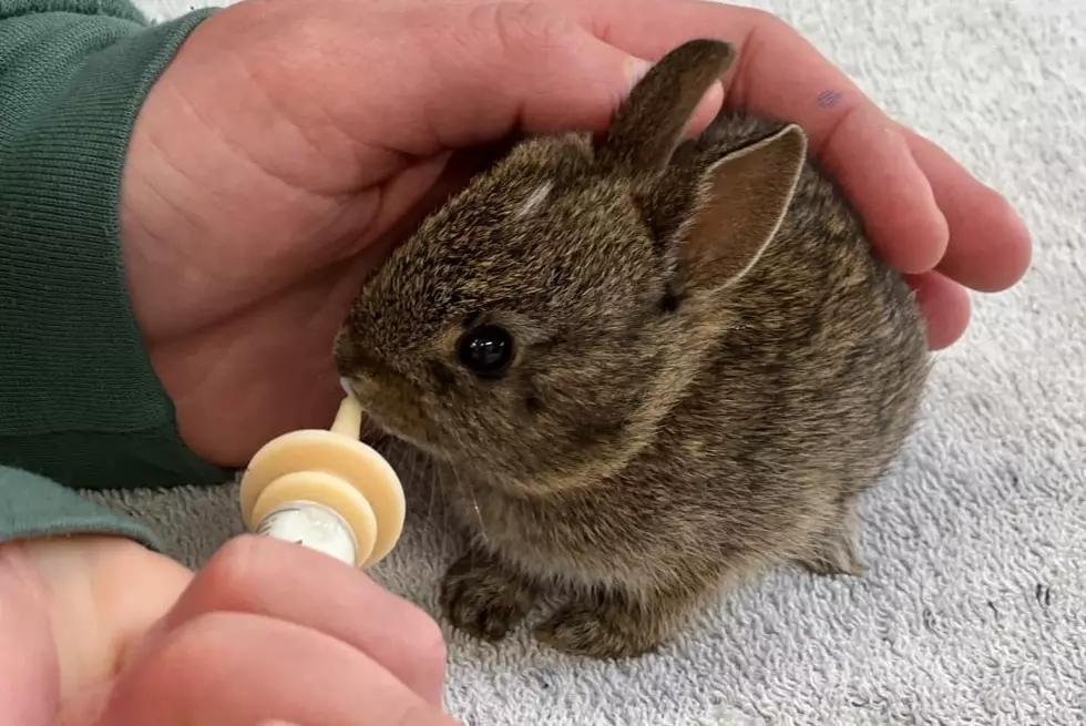 baby rabbit weaning diet