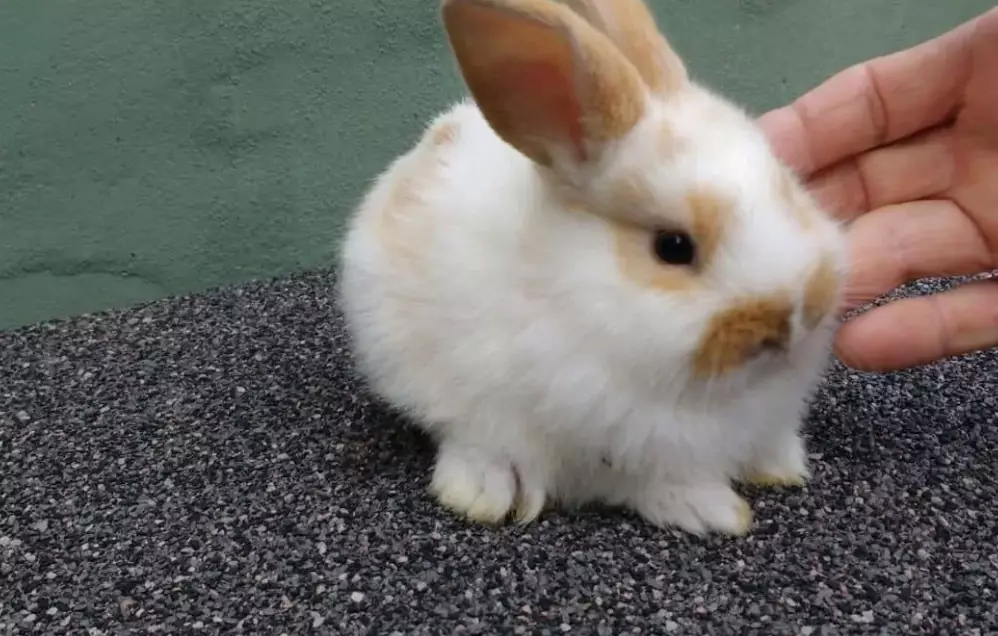 What to feed baby rabbits 8 weeks old