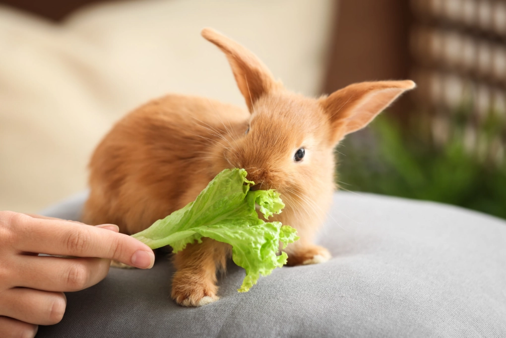 feeding baby rabbits 4 weeks