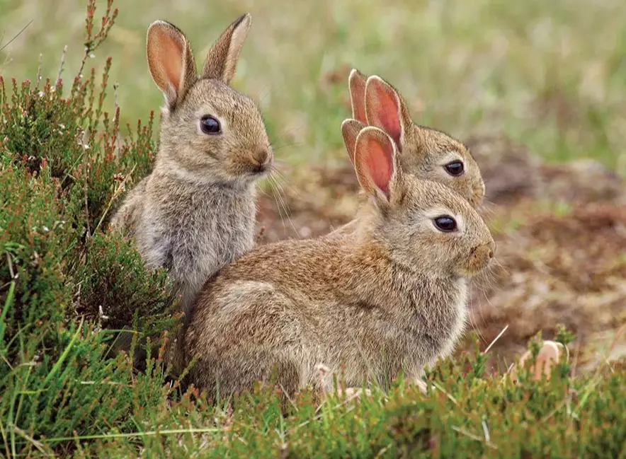 hare vs rabbit
