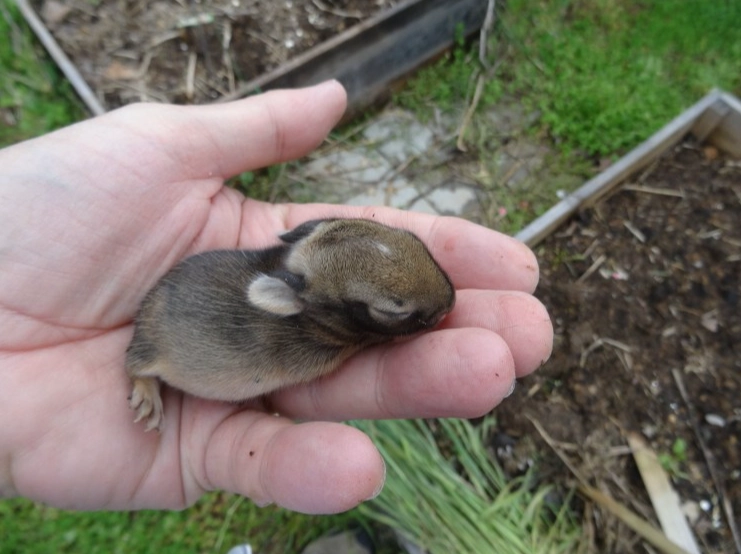 baby rabbit care