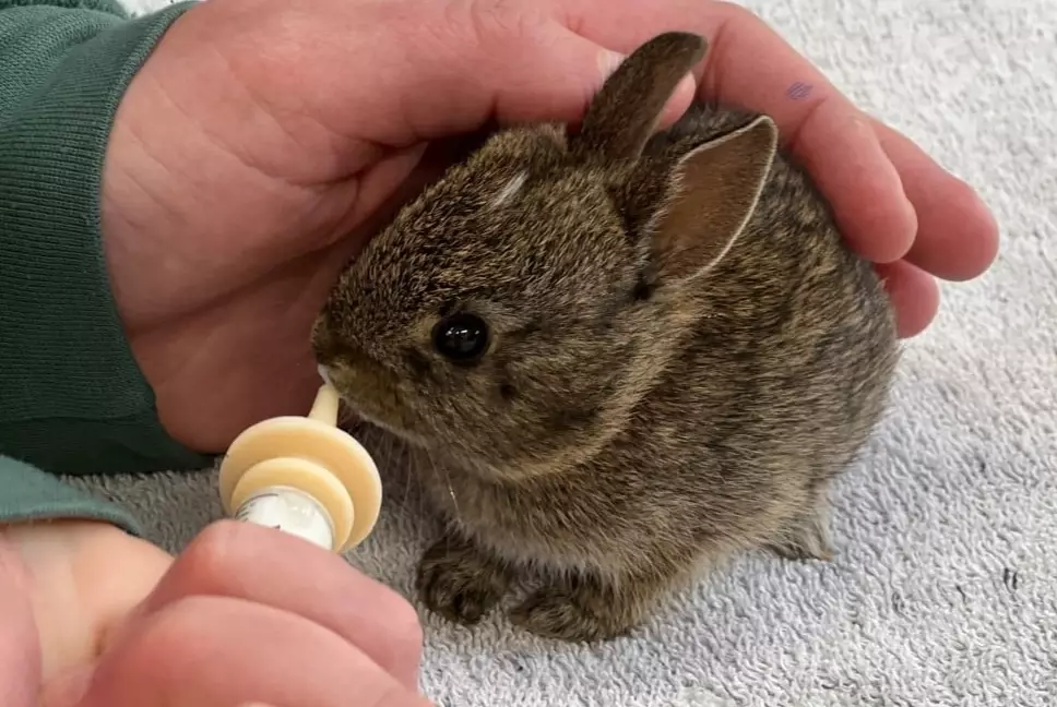 what do 3 week old bunnies eat