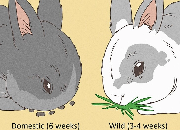 caring for 3 week old rabbits