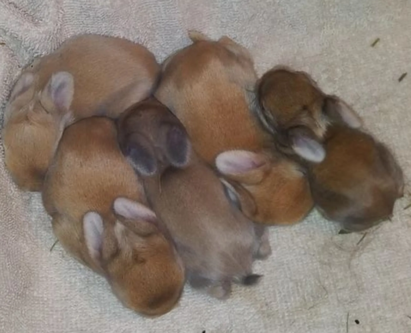 orphaned rabbit milk replacer