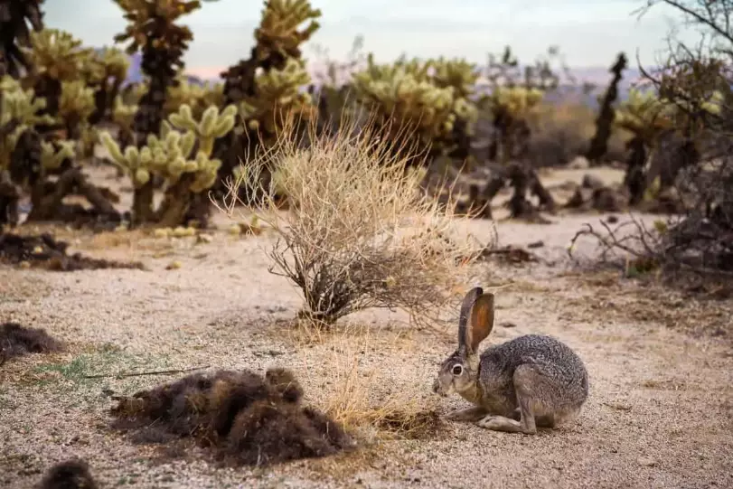 California rabbits California rabbits