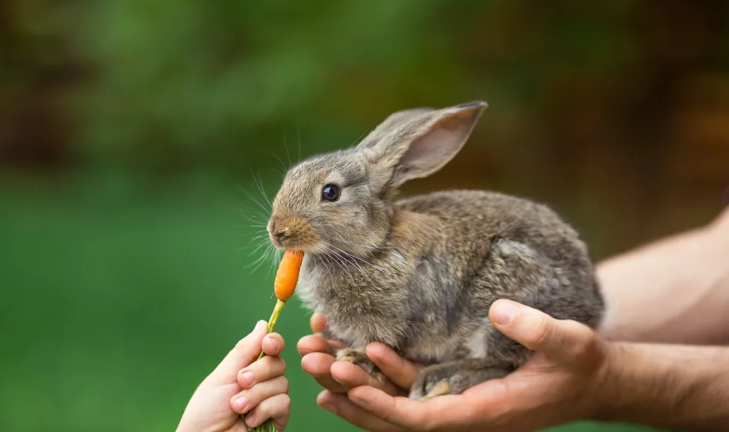 feeding baby rabbits 3 weeks old