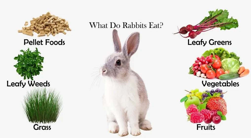 feeding baby rabbits vegetables