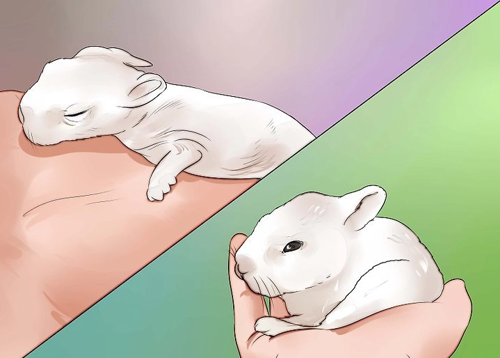 orphaned rabbit milk replacer