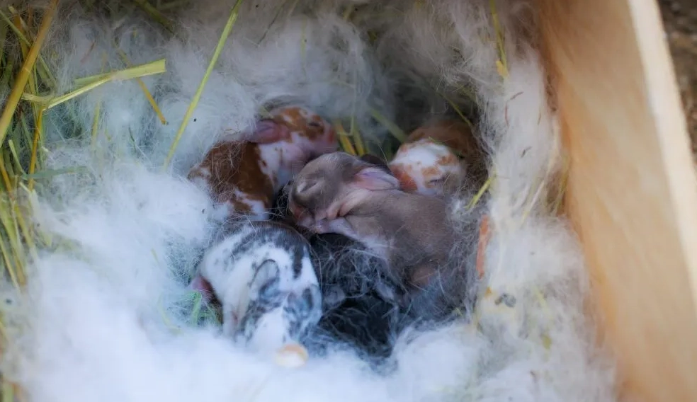 hand feeding rabbits