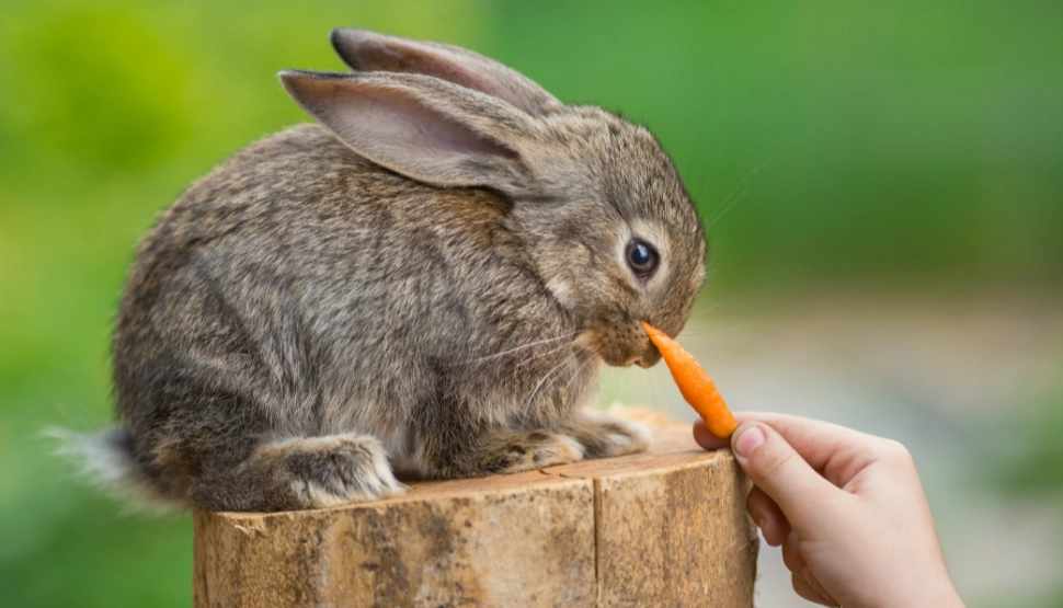 orphaned rabbit care