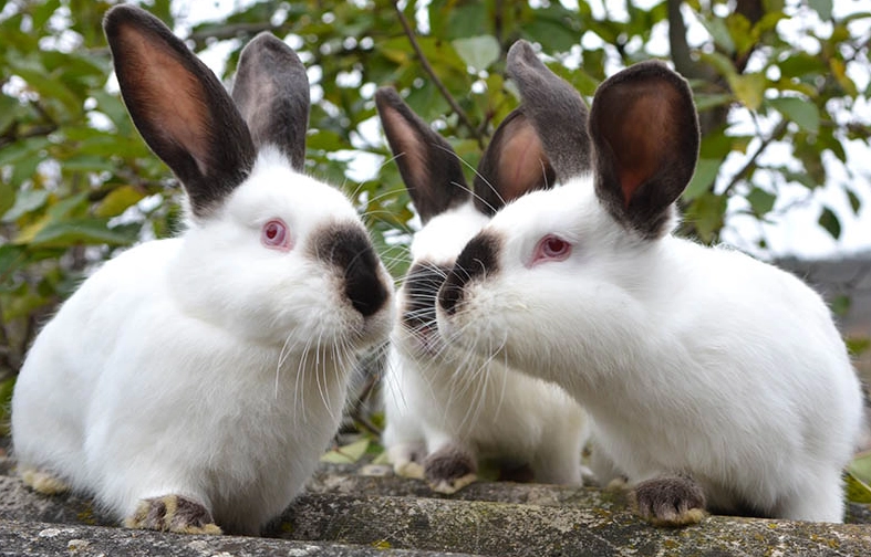 domestic rabbit breeds domestic rabbit breeds