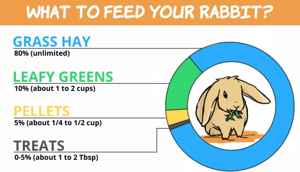 rabbit lactation diet