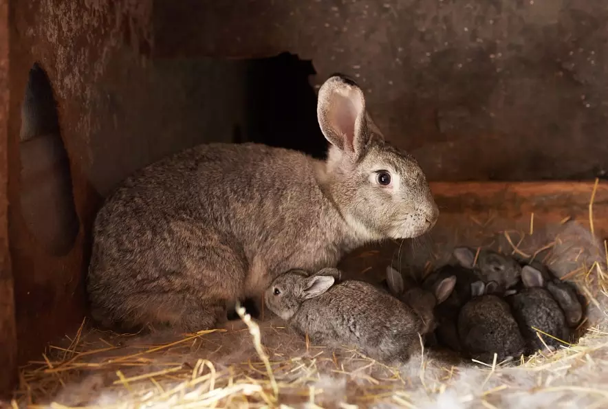 what to feed baby rabbits