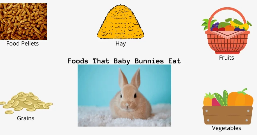 newborn rabbit care newborn rabbit care