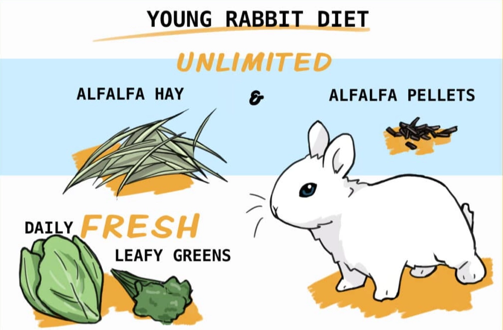 feeding baby rabbits 3 weeks old