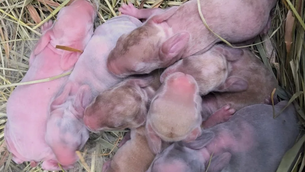 feeding nursing rabbit