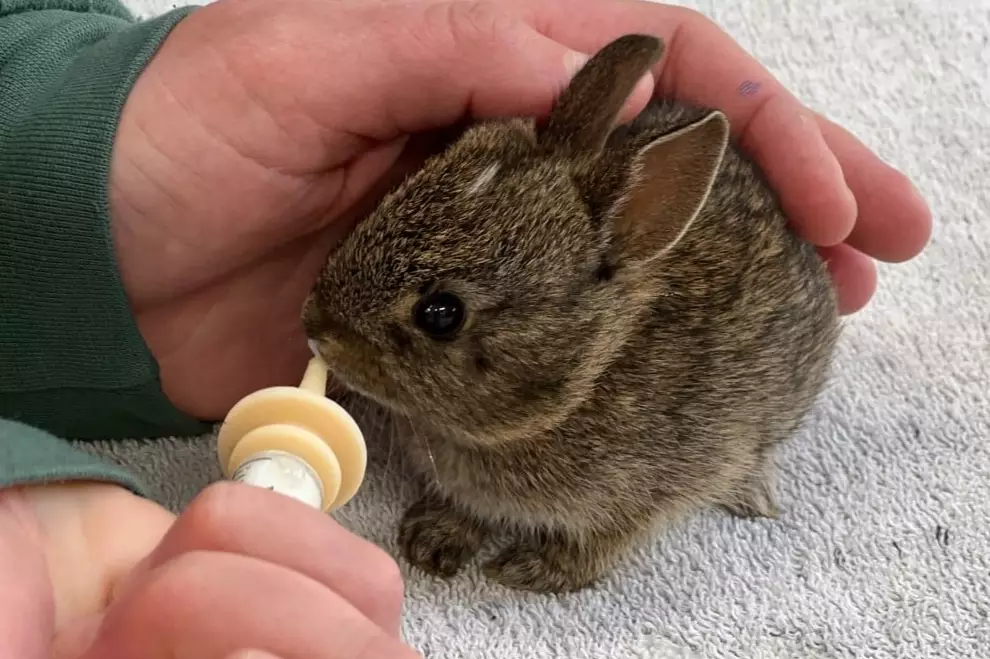 What to feed baby rabbits 4 weeks old