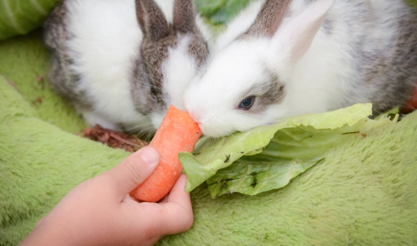 what do baby rabbits eat
