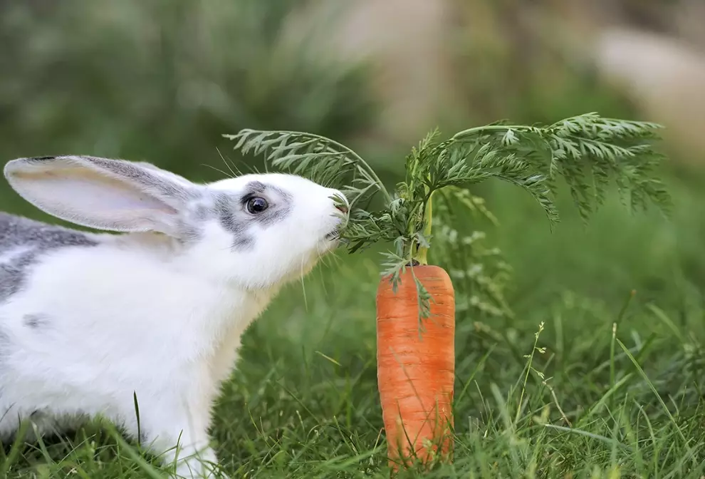 feeding baby rabbits vegetables