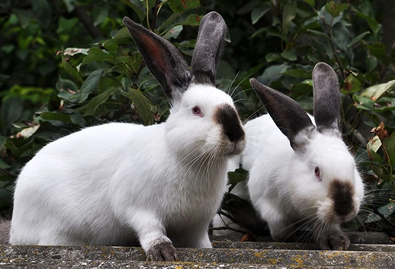 domestic rabbit breeds domestic rabbit breeds