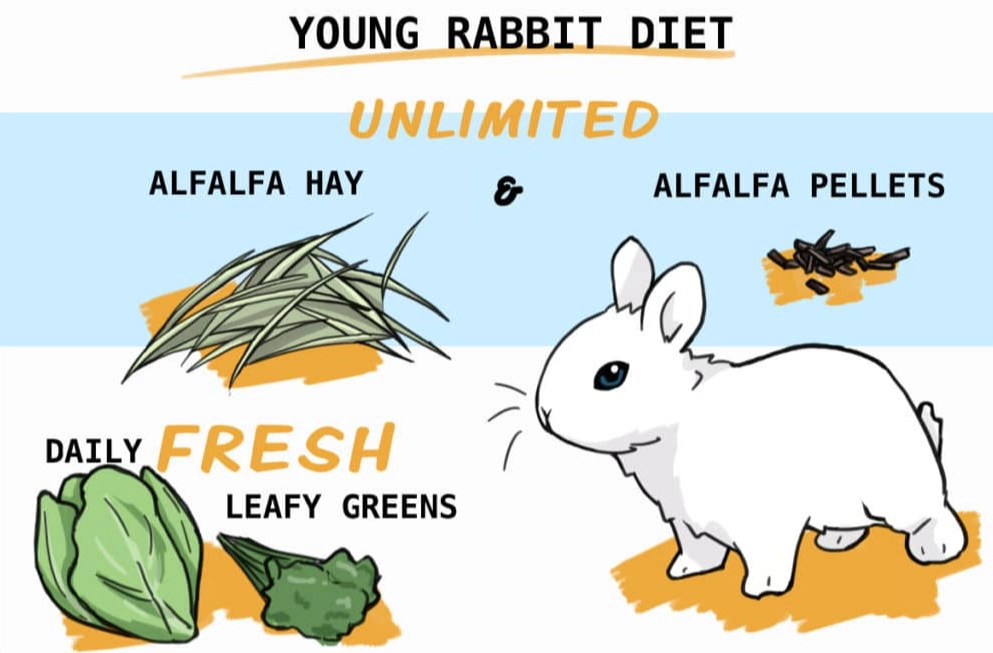 baby rabbit weaning diet