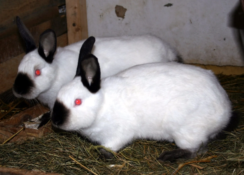 California rabbits