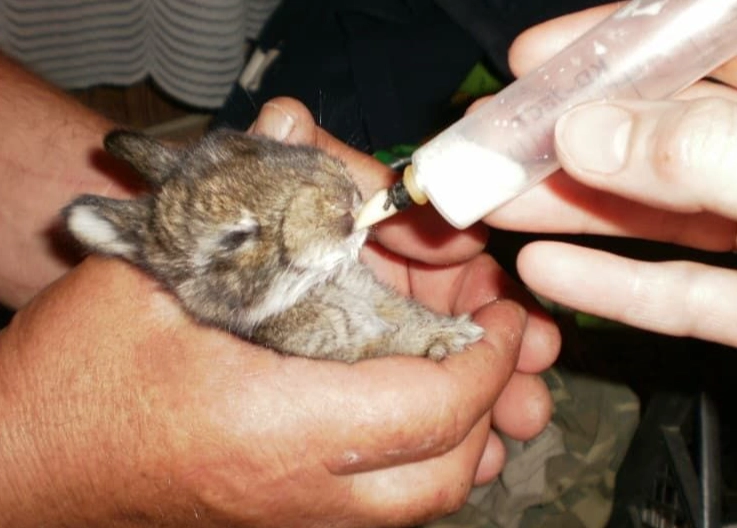 orphaned baby rabbit care