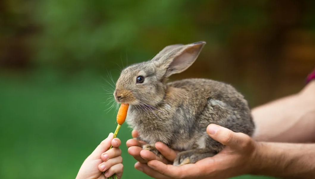 What do i feed a newborn rabbit without