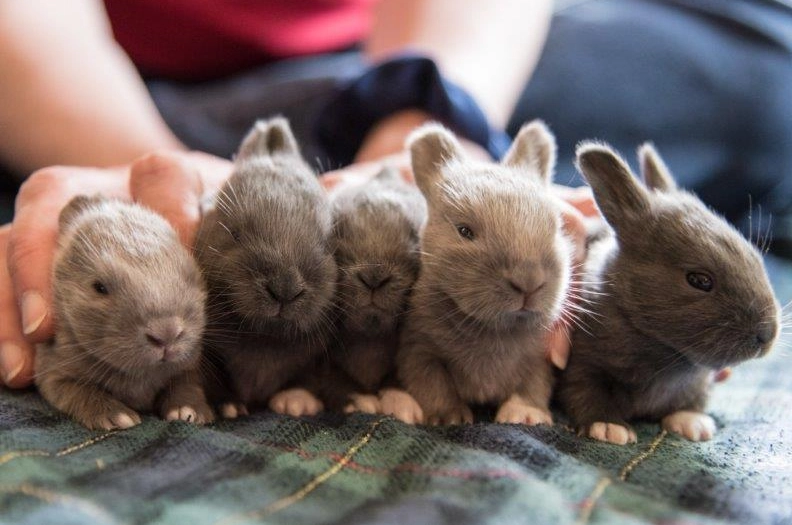 what do 3 week old bunnies eat