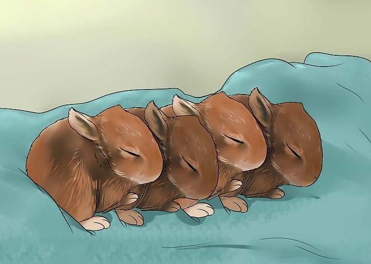 what do 3 week old bunnies eat