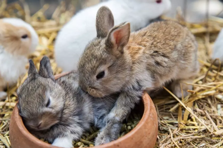 what do baby rabbits eat