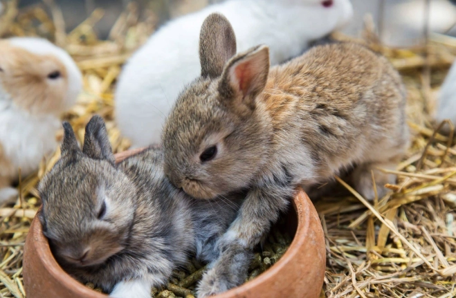 orphaned baby rabbits