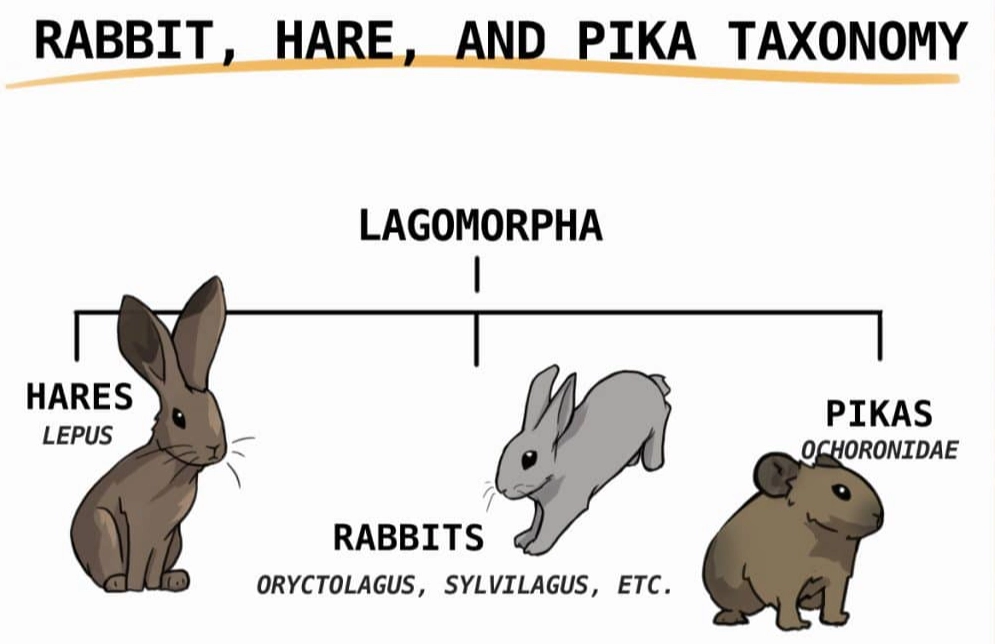 rabbit vs hare rabbit vs hare