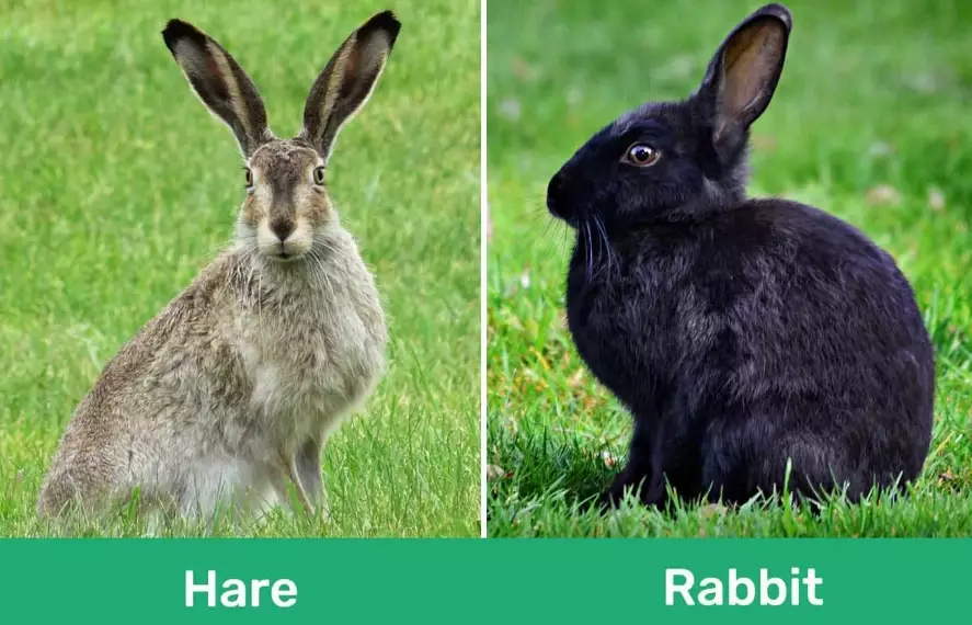 hare vs rabbit