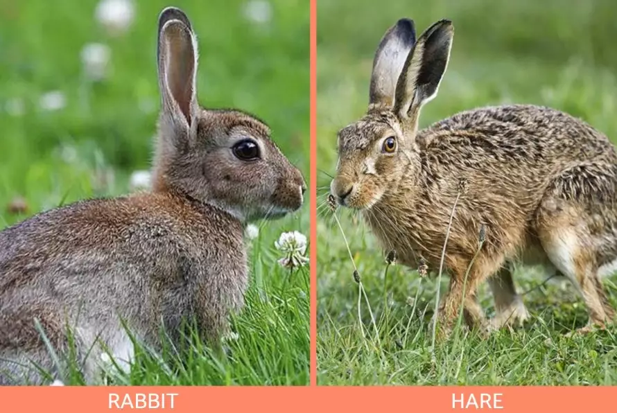 difference between rabbit and hare