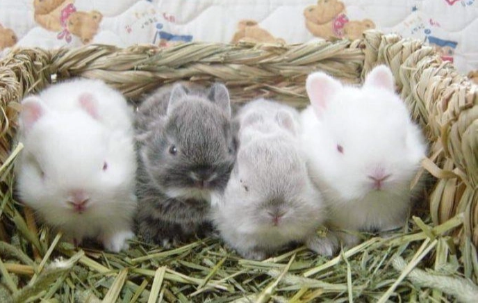 feeding orphaned rabbits