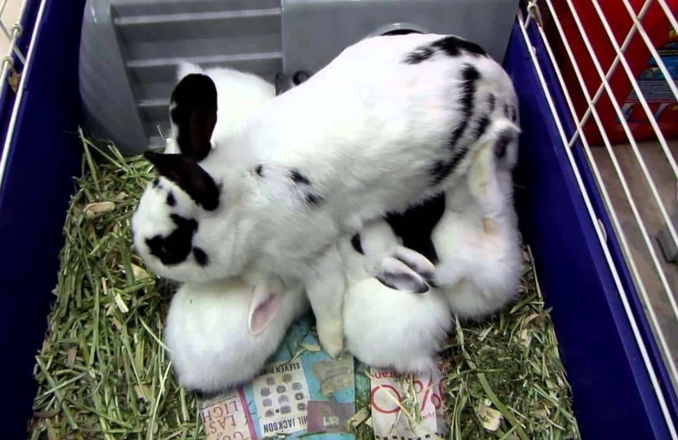 alfalfa hay for kits