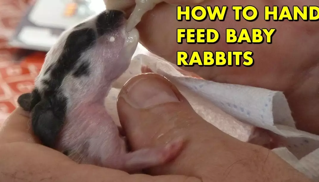 feeding nursing rabbit