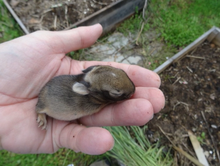 orphaned baby rabbit care