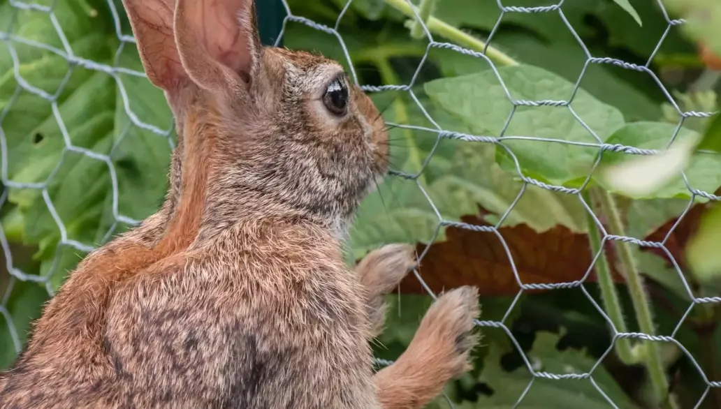 rabbit deterrents