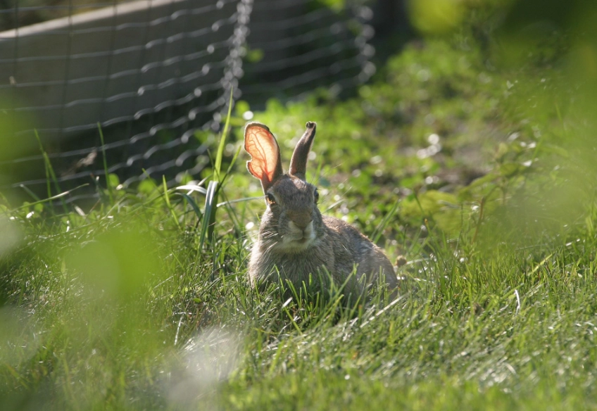 rabbit repellent